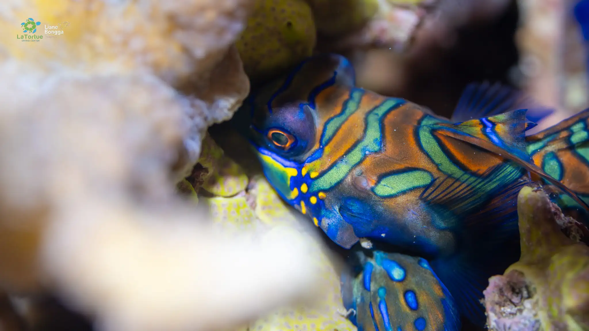 Mandarin fish - District 1 - 12m - sunset dive